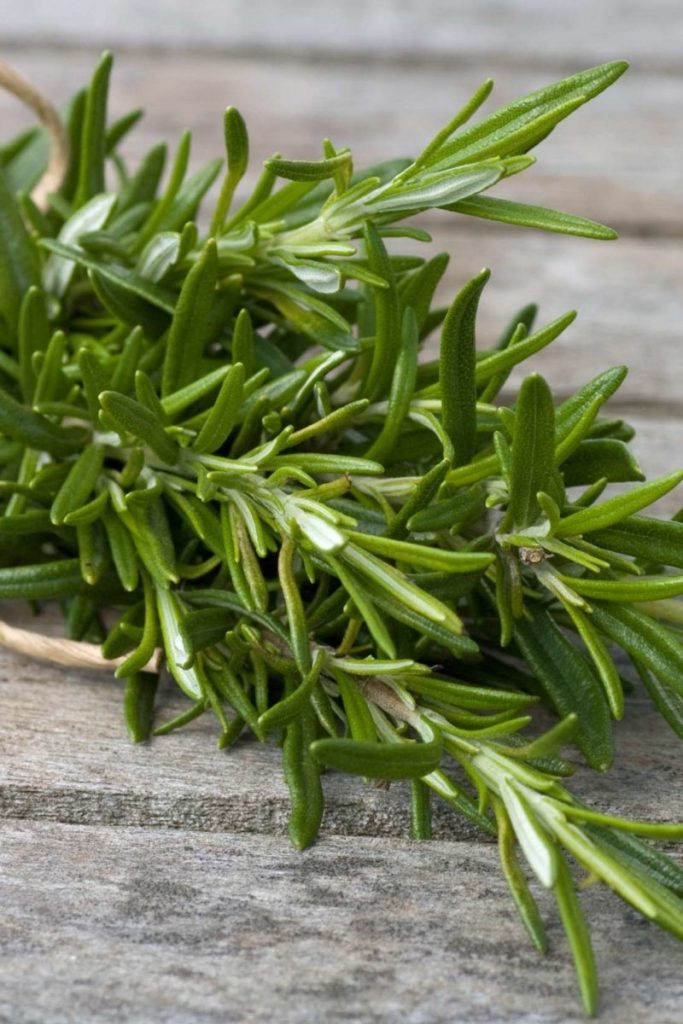 Rosemary Stem