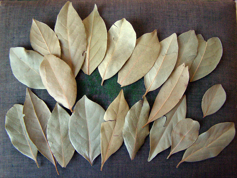 Bay leaves