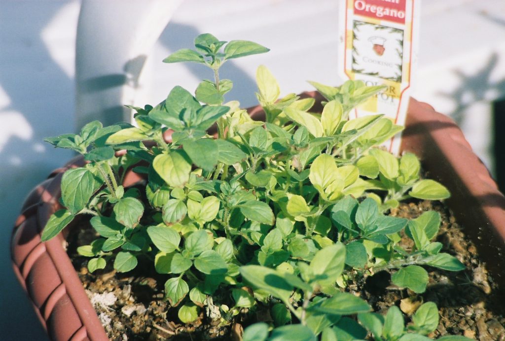 Oregano in a pot