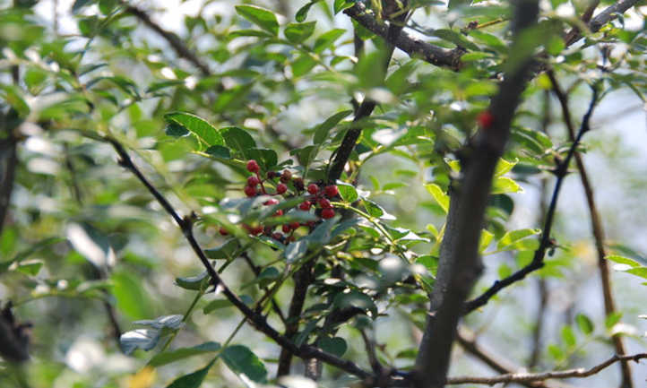 Timur Spice tree with fruits